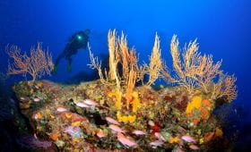 Port-Fréjus diving